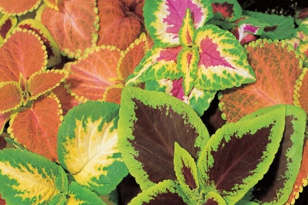 Picture for category Coleus