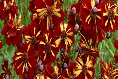 Picture for category Coreopsis