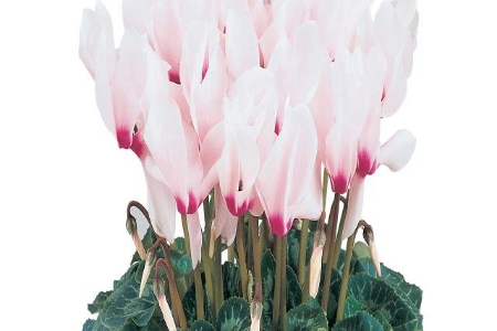 Picture for category Cyclamen