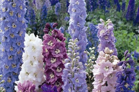 Picture for category Delphinium