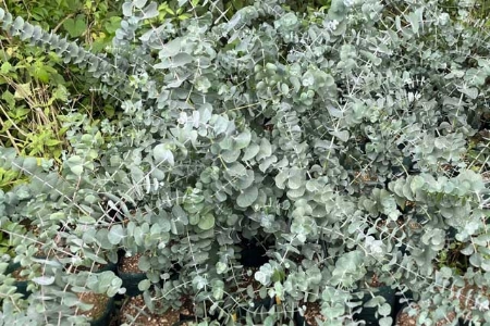 Picture for category Eucalyptus