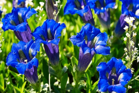 Picture for category Gentiana