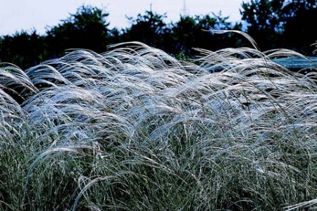 Picture for category Grass