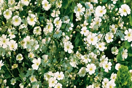 Picture for category Gypsophila