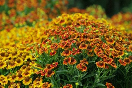 Picture for category Helenium