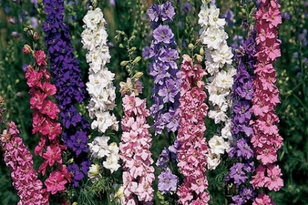 Picture for category Larkspur