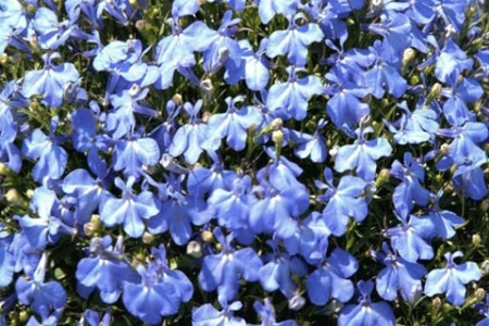 Picture for category Lobelia