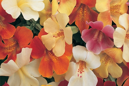 Picture for category Mimulus