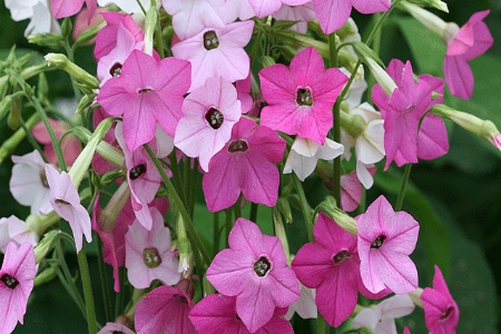 Picture for category Nicotiana