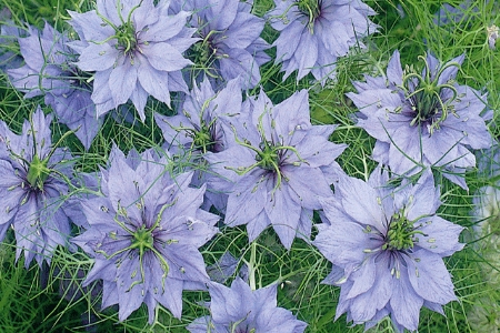 Picture for category Nigella