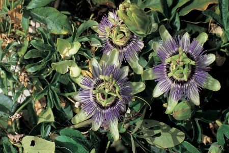 Picture for category Passiflora