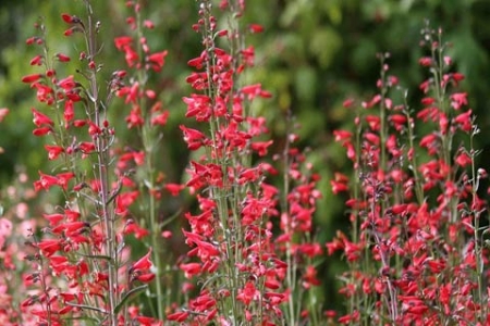 Picture for category Penstemon