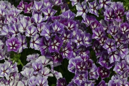 Picture for category Phlox