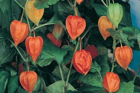 Picture for category Physalis