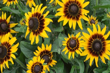 Picture for category Rudbeckia