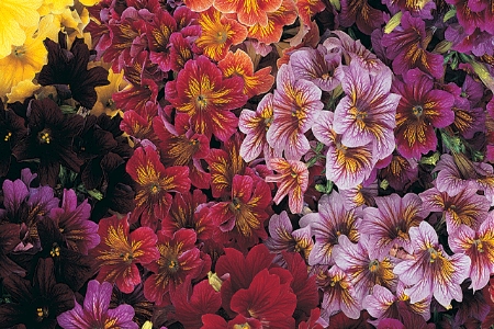 Picture for category Salpiglossis