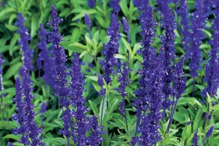 Picture for category Salvia