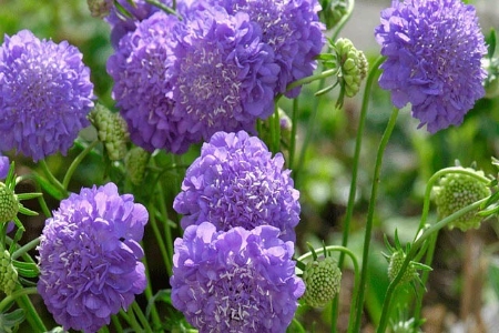 Picture for category Scabiosa