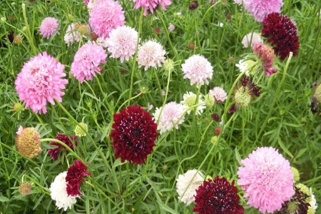 Picture for category Scabious