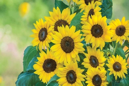 Picture for category Sunflower