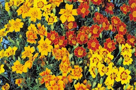 Picture for category Tagetes