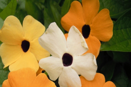 Picture for category Thunbergia