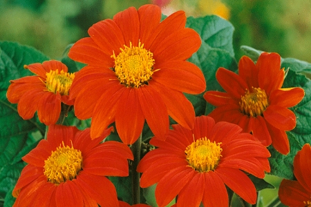 Picture for category Tithonia