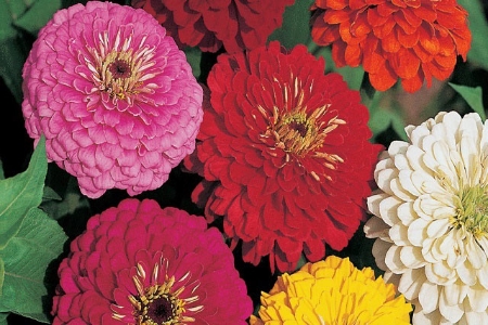 Picture for category Zinnia