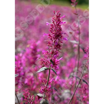 Picture of Agastache cana Zuni