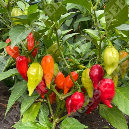 Picture of Chilli Pepper Raging Bull F1