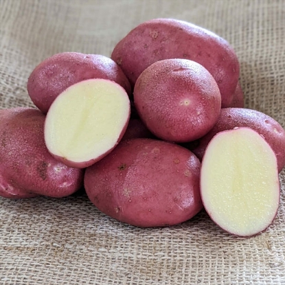 Picture of Potatoes Java - 2.5kg - Maincrop. DELIVERY END OF JAN-MARCH 2025