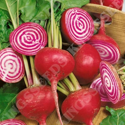 Picture of Beetroot Barbabietola di Chioggia