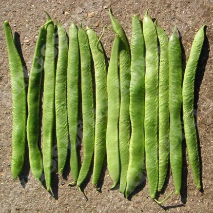 Picture of Runner Bean White Emergo