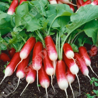 Picture of Radish French Breakfast - Grower Pack