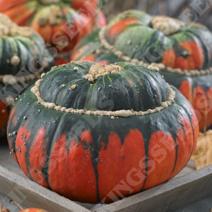 Picture of Winter Squash Turks Turban (Cucubita pepo)