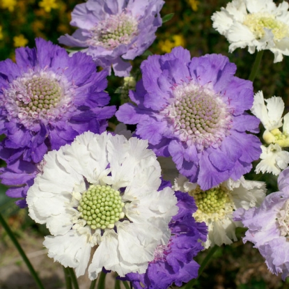 Picture of Scabiosa caucasica Isaac House Hybrids Mix