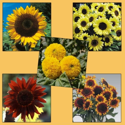 Picture of Sunflower (Helianthus) Collection Pack