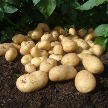 Picture of Potatoes Wilja 2.5kg - Second Early. DELIVERY END OF JAN-MARCH 2025