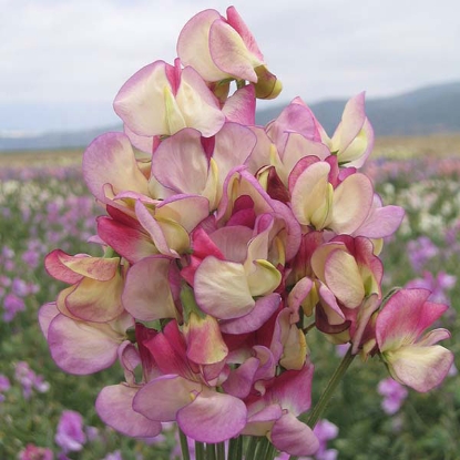 Picture of Sweet Pea Spanish Dancer