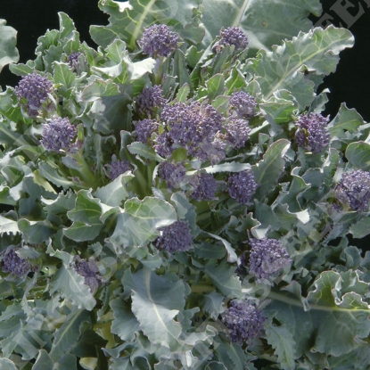 Picture of Broccoli Purple Sprouting Late Cardinal