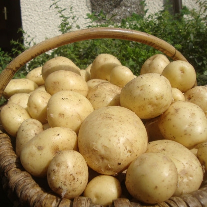 Picture of Potatoes Casablanca 2.5kg - First Early. DELIVERY END OF JAN-MARCH 2025