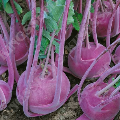 Picture of Kohl Rabi Purple Delicacy Seeds