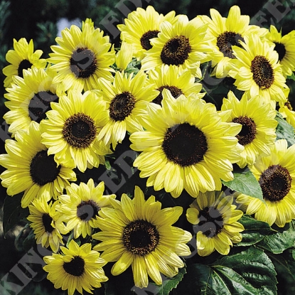 Picture of Sunflower Valentine