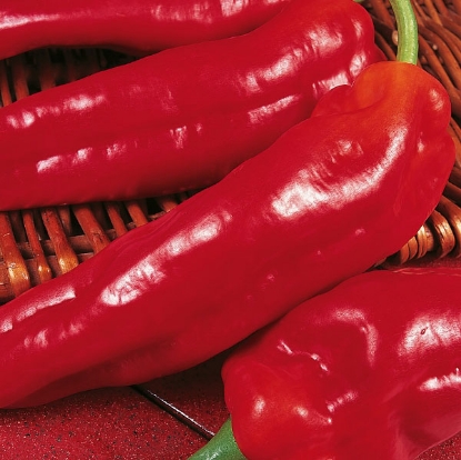 Picture of Sweet Pepper Long Red Marconi