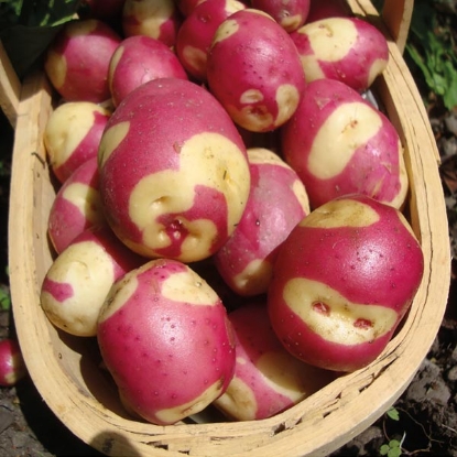 Picture of Potatoes Apache 2.5kg - Second Early. DELIVERY END OF JAN-MARCH 2025