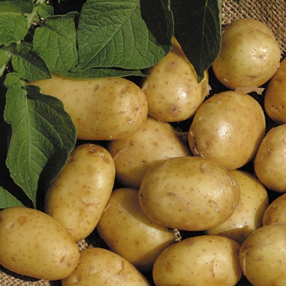 Picture of Potatoes Duke Of York 2.5kg - First Early. DELIVERY END OF JAN-MARCH 2025