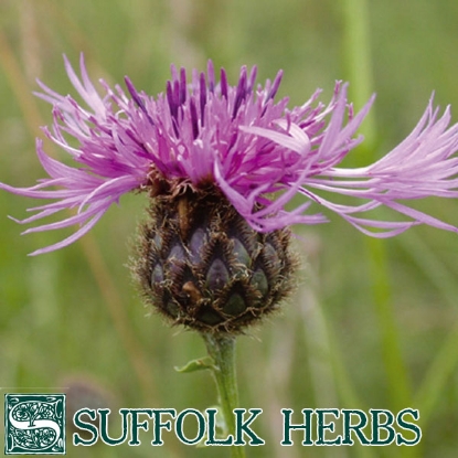 Picture of KNAPWEED GREATER (Centaurea scabiosa) P