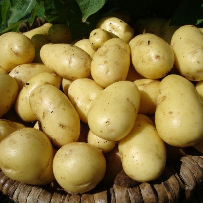 Picture of Potatoes Nicola 2.5kg - Salad. DELIVERY END OF JAN-MARCH 2025