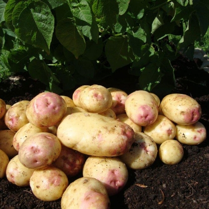 Picture of Potatoes King Edward 2.5kg - Early Main. DELIVERY END OF JAN-MARCH 2025