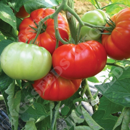 Picture of Tomato Buffalosteak F1